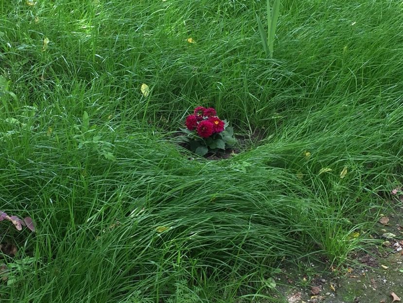 dalie - FLORILE MELE 2017