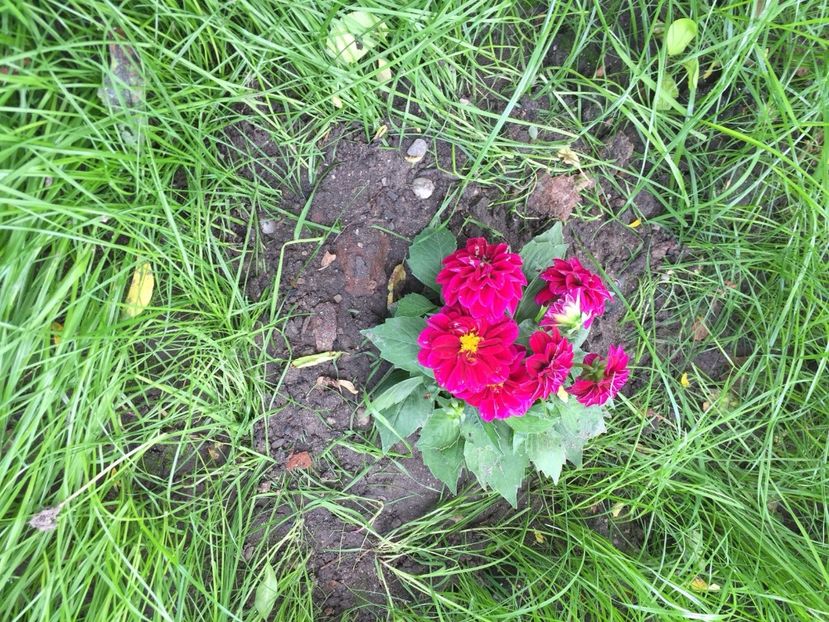 dalie - FLORILE MELE 2017