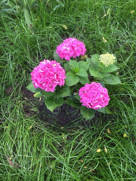 hortensie - FLORILE MELE 2017