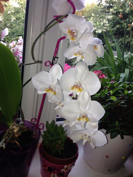 orhidee - FLORILE MELE 2017