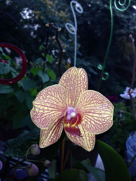 orhidee - FLORILE MELE 2017