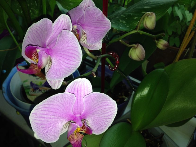 orhideea mea - FLORILE MELE 2017