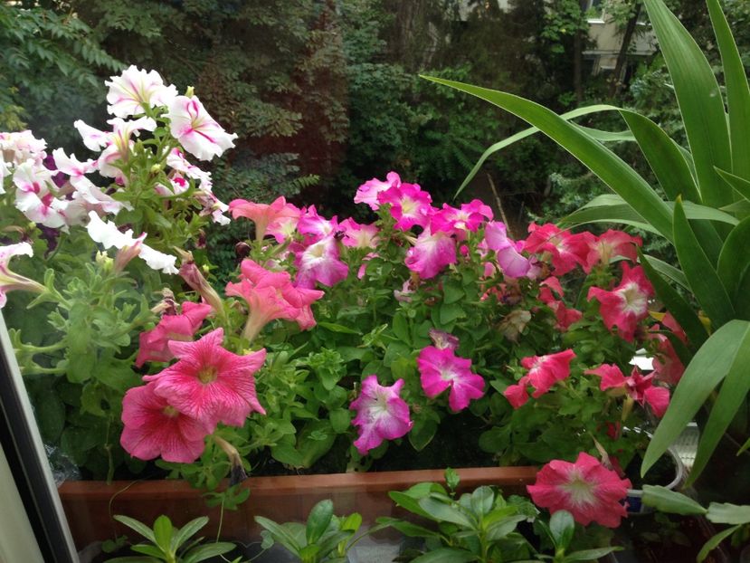 petunii - FLORILE MELE 2017