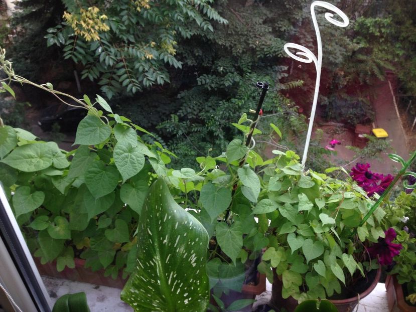 zorele - FLORILE MELE 2017