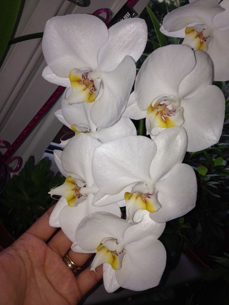 ASA ESTE ORHIDEEA MEA ACUM - FLORILE MELE 2017