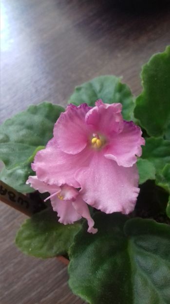  - Optimara EverRejoice Holtkamp -crisu89