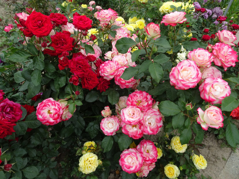  - Jubile du Prince du Monaco