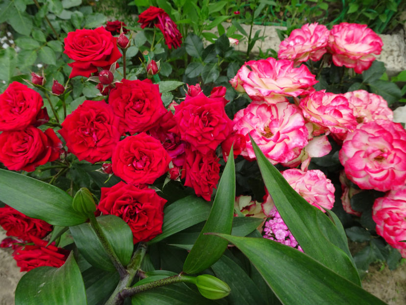 Alaturi de Paganini - Jubile du Prince du Monaco