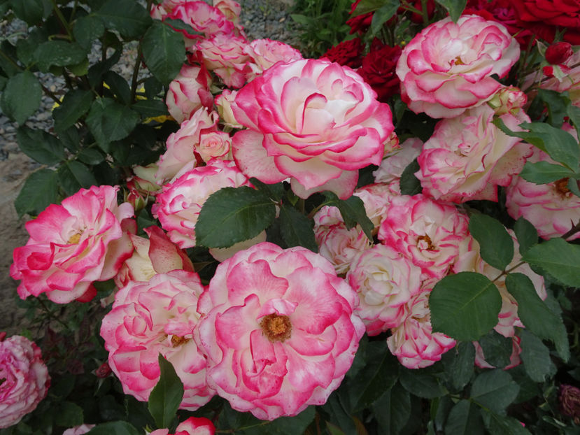  - Jubile du Prince du Monaco