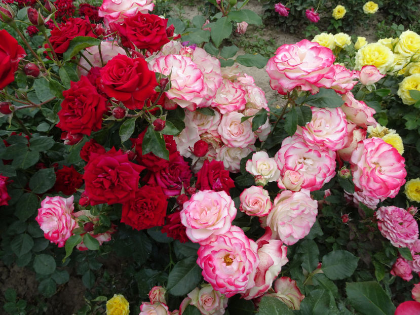  - Jubile du Prince du Monaco