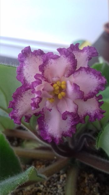 Ian menuet - GENUL Saintpaulia - Violete Africane