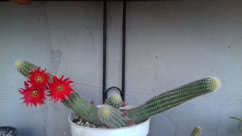 necunoscut 12 - 000 ajutor identificare