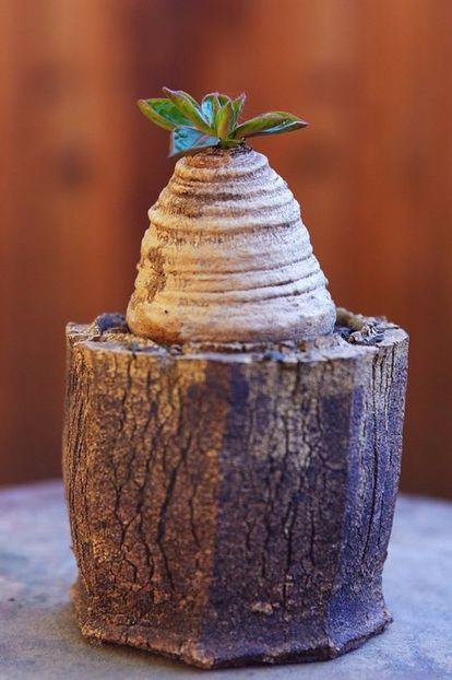 Euphorbia ecklonii - Whish list pentru viata urmatoare1