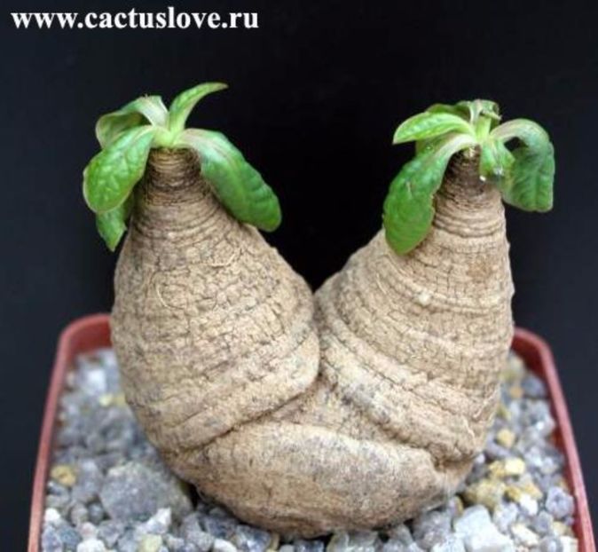 Euphorbia ecklonii - Whish list pentru viata urmatoare1