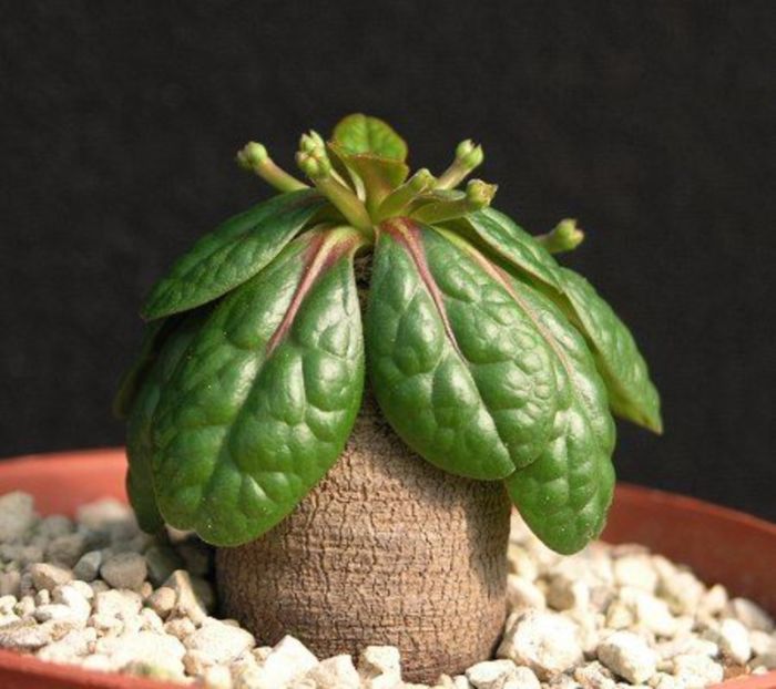 Euphorbia ecklonii - Whish list pentru viata urmatoare1