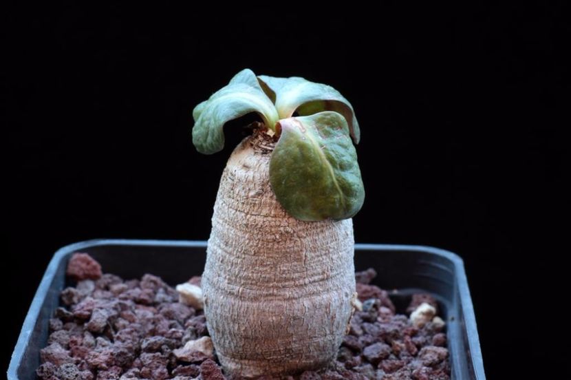 Euphorbia ecklonii - Whish list pentru viata urmatoare1