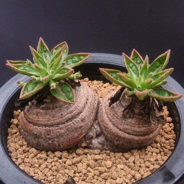 Euphorbia ecklonii - Whish list pentru viata urmatoare1