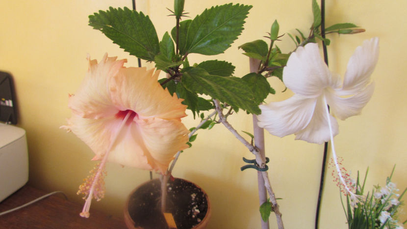  - Hibiscus 2017