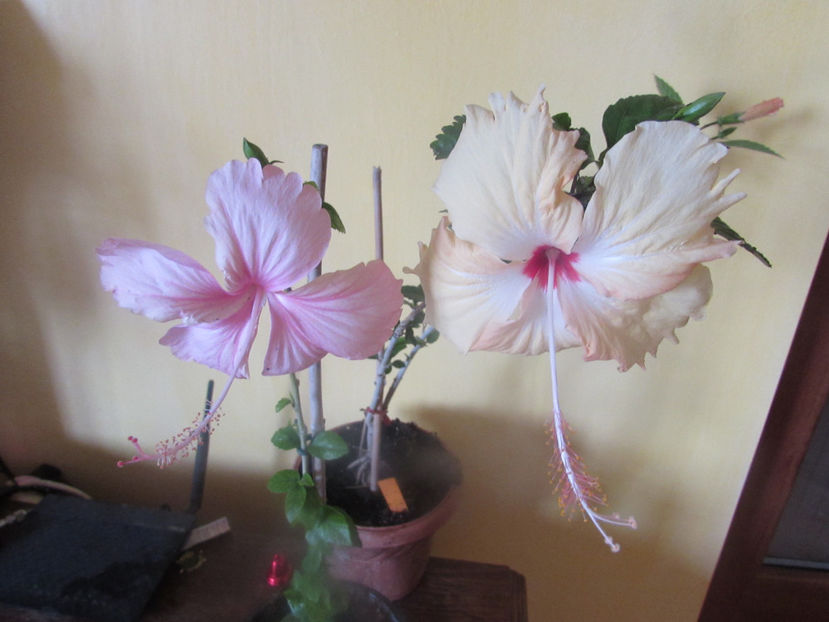  - Hibiscus 2017