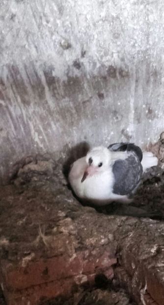 IMG-20170624-WA0040-1 - Pui de 2017