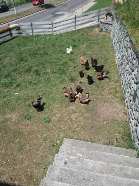  - Găini moțate - Petrila - Hunedoara - Date de contact - 0736386535 - Negru Lucian