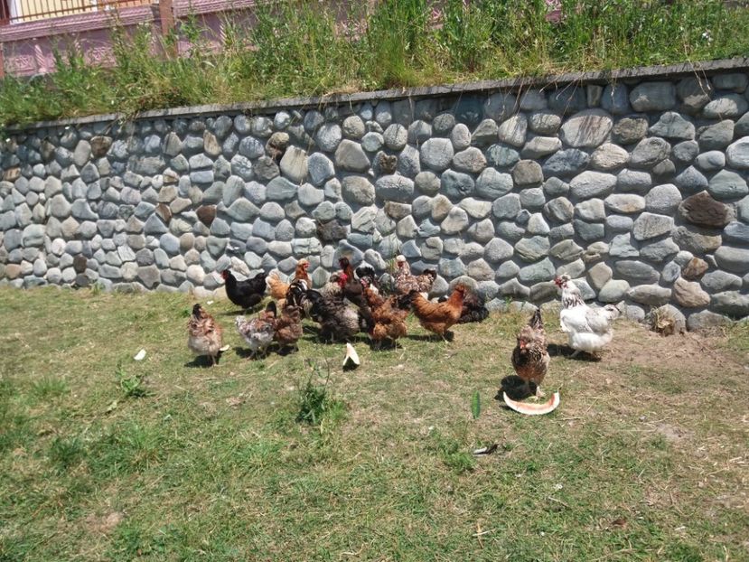  - Găini moțate - Petrila - Hunedoara - Date de contact - 0736386535 - Negru Lucian