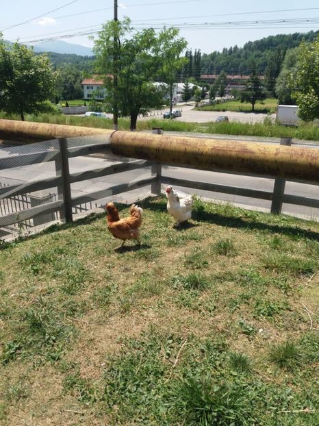  - Găini moțate - Petrila - Hunedoara - Date de contact - 0736386535 - Negru Lucian