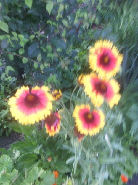  - 01-Flori din curtea mea 2017