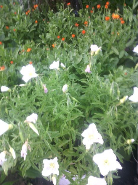  - 01-Flori din curtea mea 2017