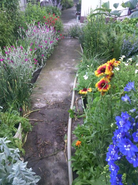  - 01-Flori din curtea mea 2017