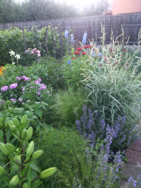  - 01-Flori din curtea mea 2017