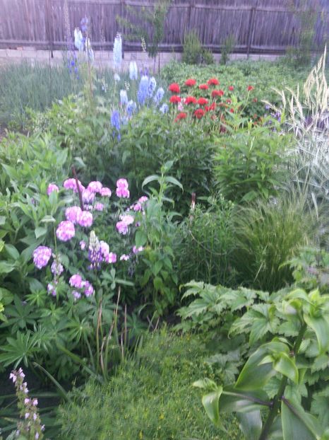  - 01-Flori din curtea mea 2017