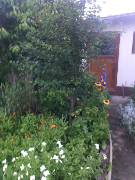  - 01-Flori din curtea mea 2017