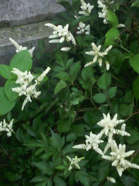  - 01-Flori din curtea mea 2017