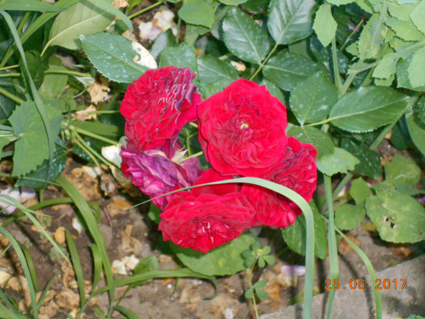  - 4TRANDAFIRI 2017
