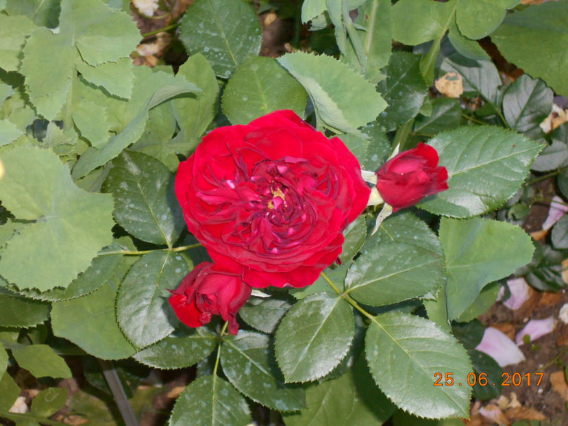  - 4TRANDAFIRI 2017
