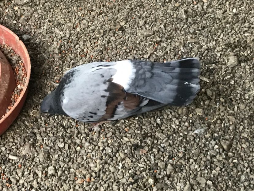  - Panduri - nu ii mai dețin