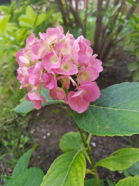 In sfarsit, prima floare la hortensia - Iunie 2017