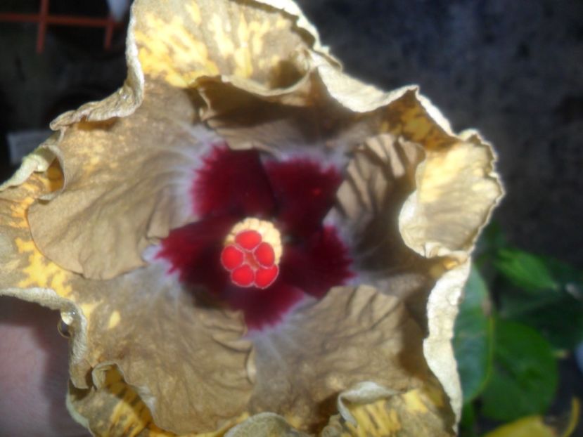  - hibiscusi 2017-2