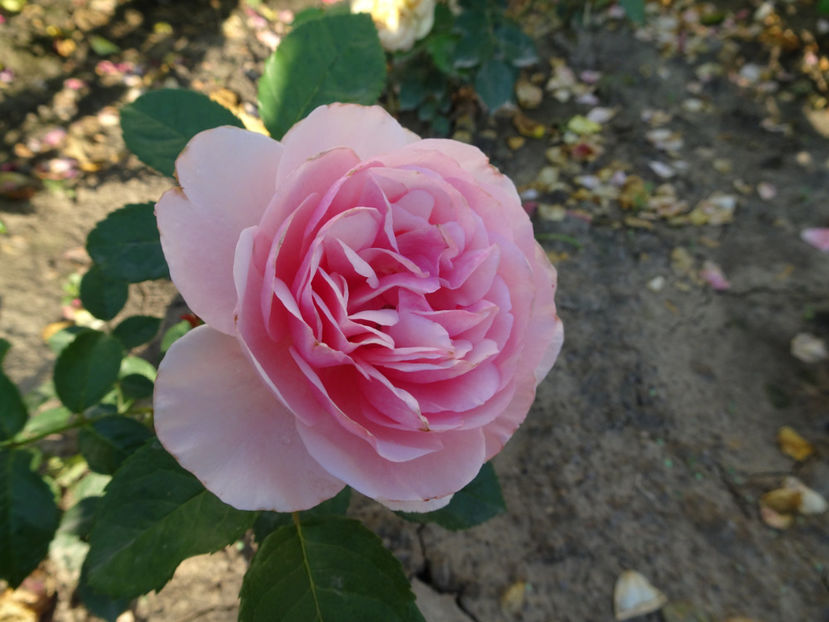  - Natasha Richardson