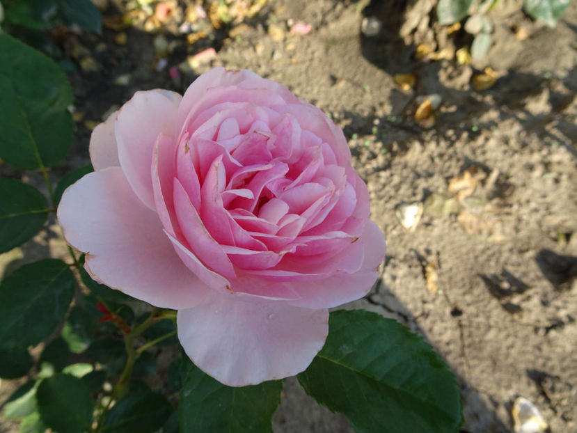  - Natasha Richardson