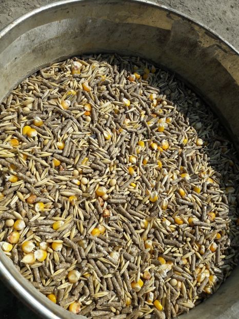 Amestec cereale(ovaz,grau,soia,porumb)+furaje - Hrana_iepuri
