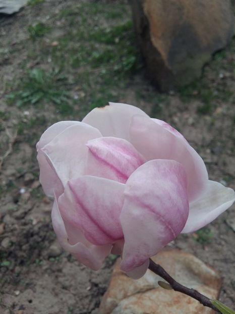  - 1Gradina mea-2017