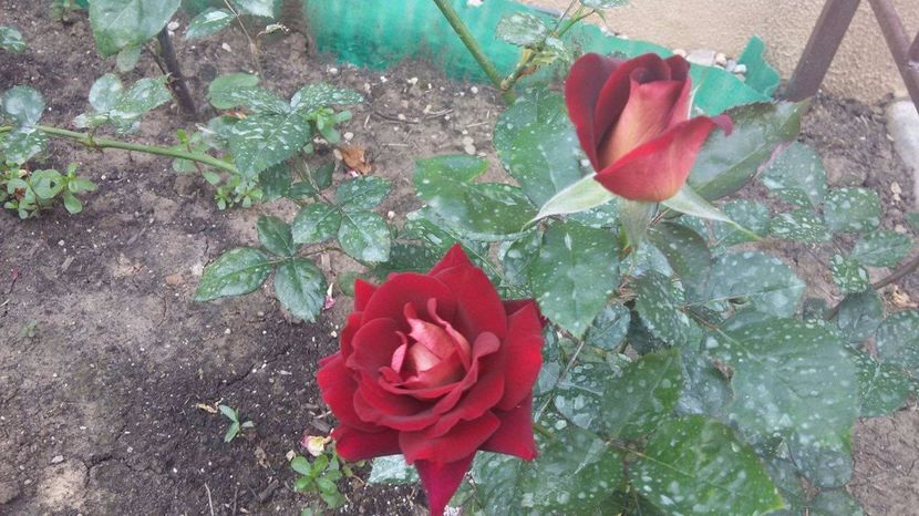 Eddy Mitchell 3- 2017 - Eddy Mitchell