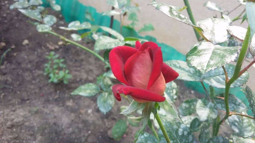 Eddy Mitchell 1- 2017 - Eddy Mitchell