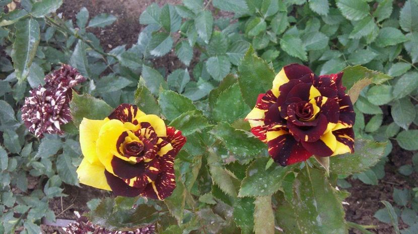 Abracadabra 10 -2017 - Abracadabra