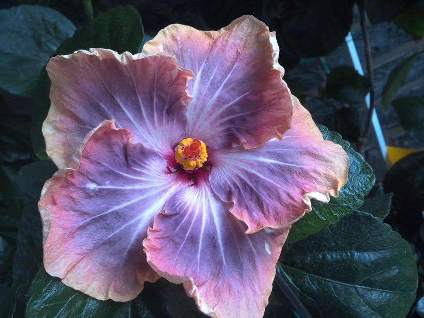 WIN_20170626_110717 - Gabriel