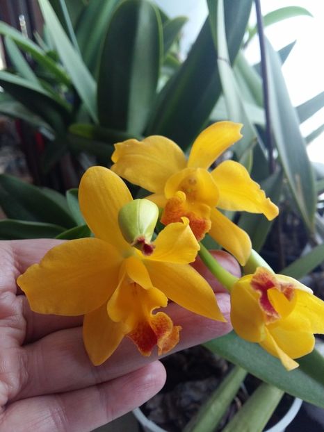  - Cattleya-Epicattleya-Laelia