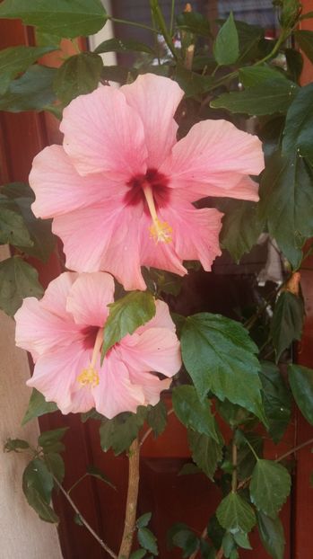 1498473953267-809206009 - 2017 HIBISCUS -TRANDAFIRI JAPONEZ