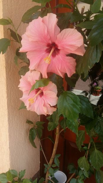  - 2017 HIBISCUS -TRANDAFIRI JAPONEZ